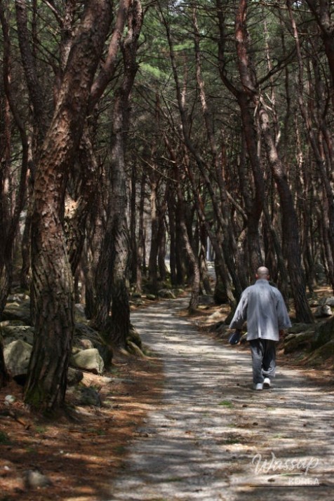 Spring Trekking at Palgongsan_07