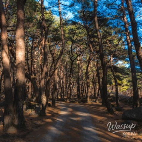 Spring Trekking at Palgongsan_08