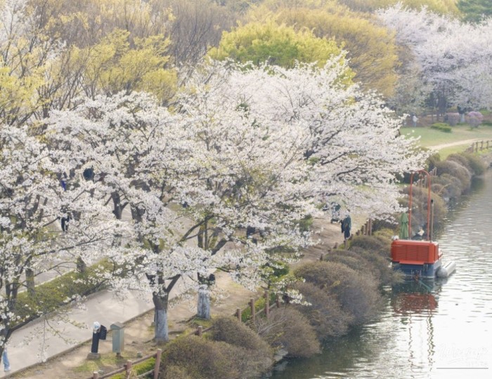 Spring Blooms in Goyang City float