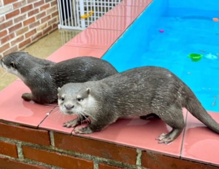A Unique Indoor Experience with Otters and Small Animals float