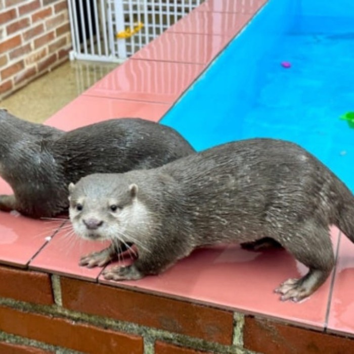 A Unique Indoor Experience with Otters and Small Animals2761
