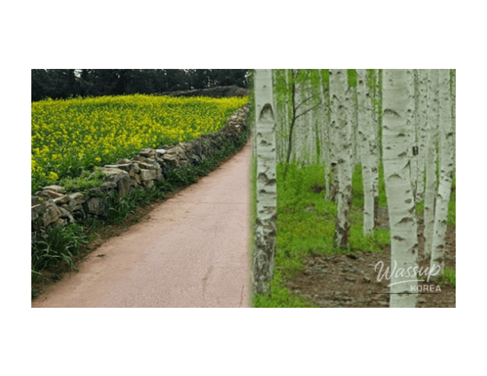 Top 4 Quiet Healing Travel Destinations in Korea for Early March float