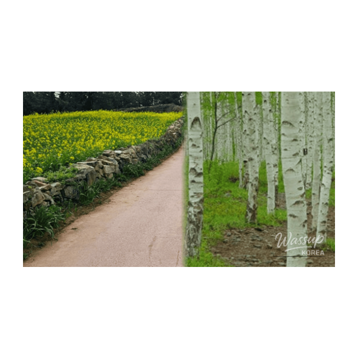 Top 4 Quiet Healing Travel Destinations in Korea for Early March2776