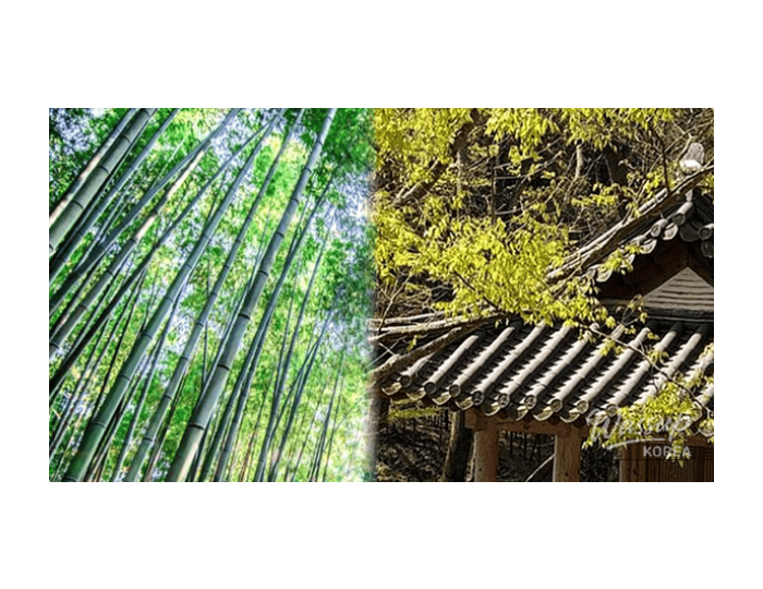 Top 4 Day Trip Destinations in Damyang, South Korea float