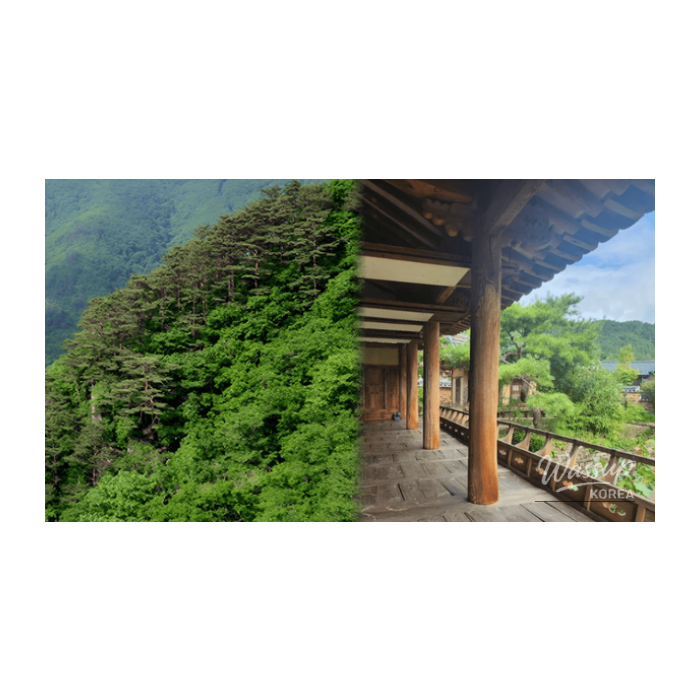 Exploring the Tranquil Beauty of Yeongyang: Top 4 Must-Visit Spots in Early Spring2771