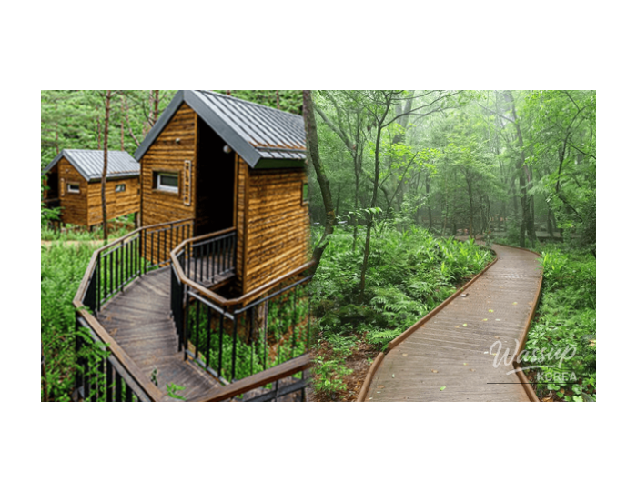 Best Healing Forest Destinations in Korea float