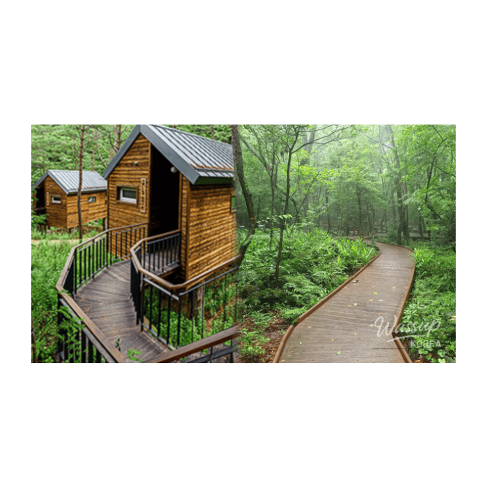 Best Healing Forest Destinations in Korea2773
