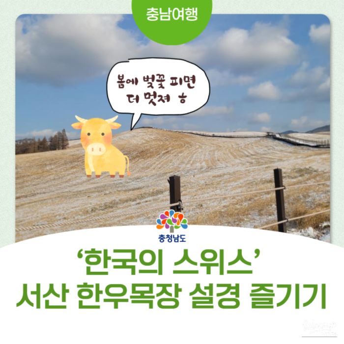 A Winter's Walk in Seosan Hanwoo Ranch2788