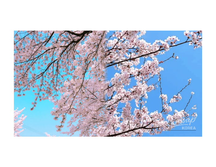 Spring Cherry Blossom Destinations in Gyeongbuk float