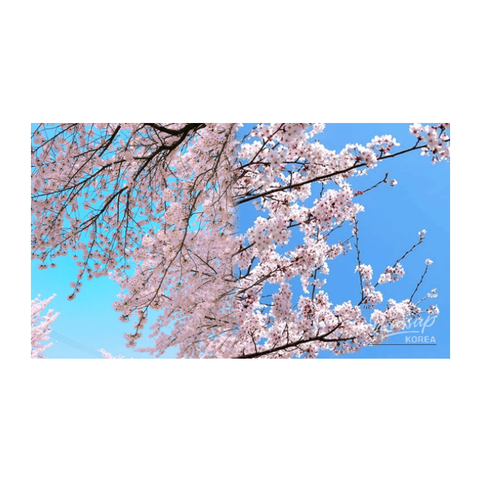 Spring Cherry Blossom Destinations in Gyeongbuk2787