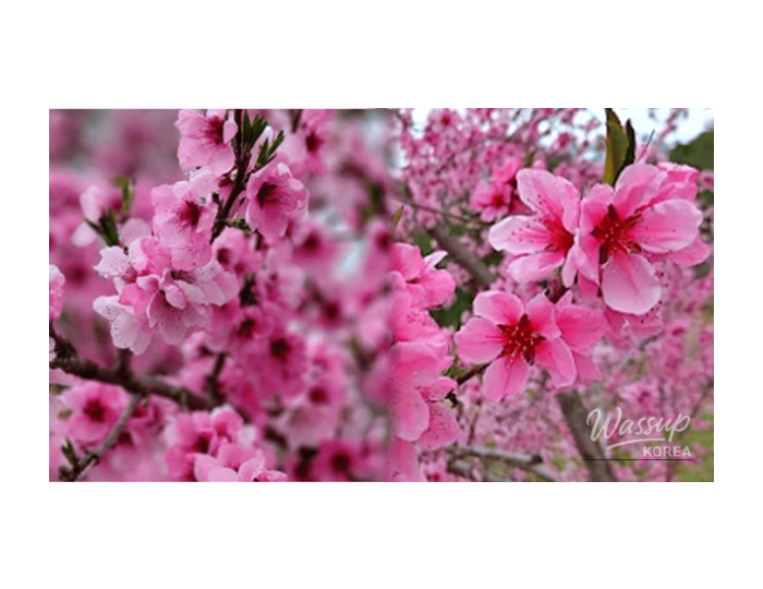 Discovering the Beauty of Peach Blossoms in Korea float