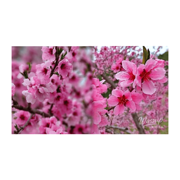 Discovering the Beauty of Peach Blossoms in Korea2778