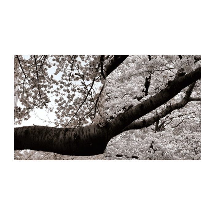 Hidden Spring Flower Spots in Busan2789