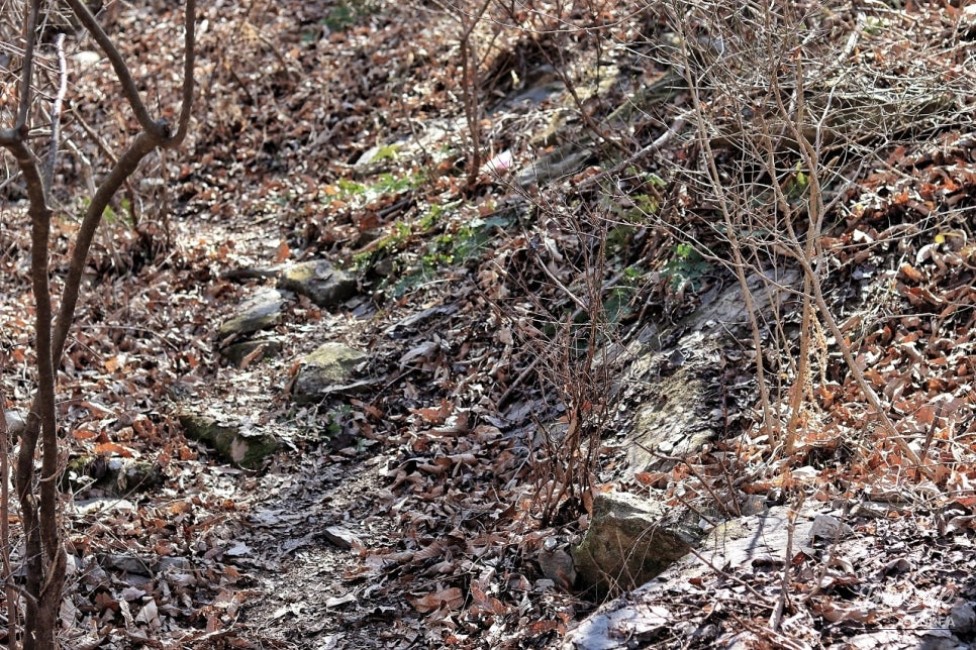 Spring Awakening at Gangji Valley_02