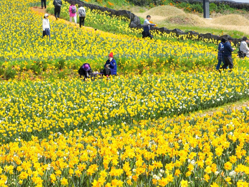 2026 Island Daffodil Festival in Sinan-gun_04