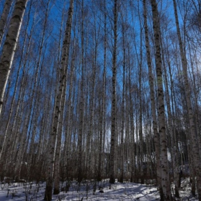 Whispering Birch Forest: A Tranquil Escape in Inje, Gangwon-do2792