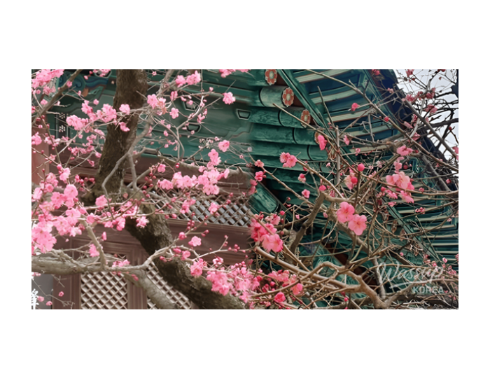Exploring the Tranquil Beauty of Spring at Tongdosa Temple float
