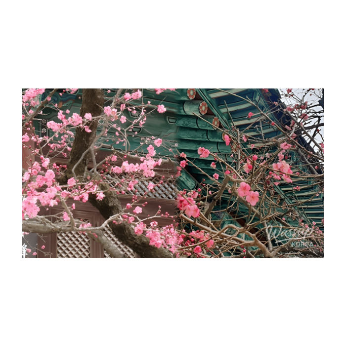 Exploring the Tranquil Beauty of Spring at Tongdosa Temple2796