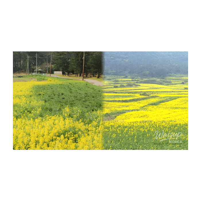 Spring Travels to the Beautiful Canola Fields of Gwanmaedo2807