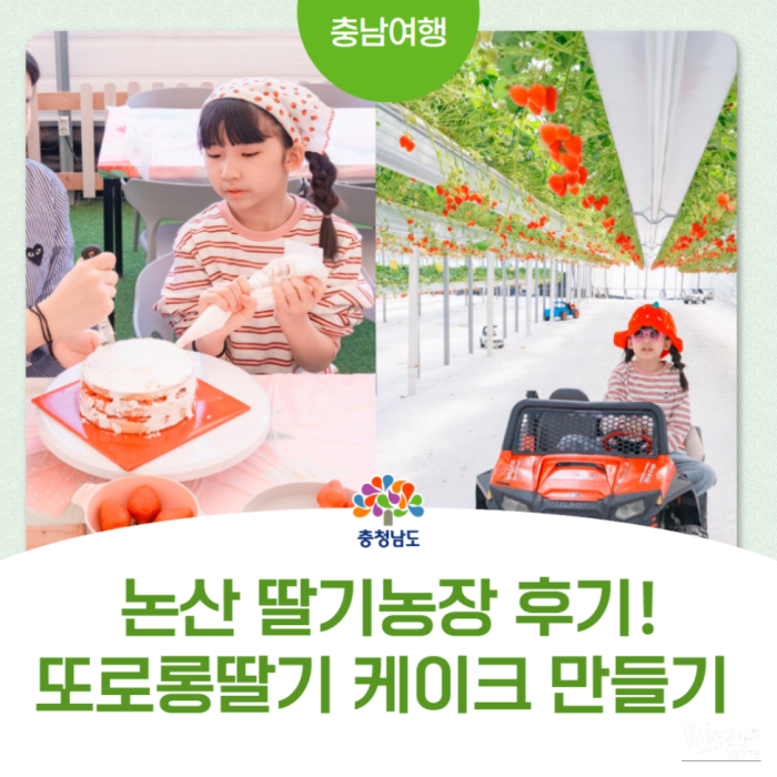 Exploring the Unique Strawberry Experience at Nonsan Tororong Strawberry Farm2811