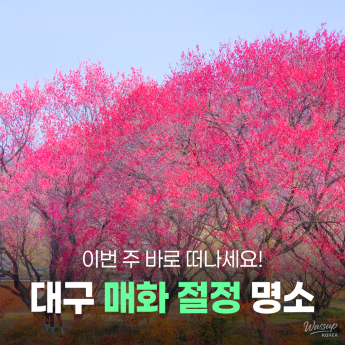 Discovering the Spring Blooms at Namgyeong Moon Clan's Bonri Residence1471