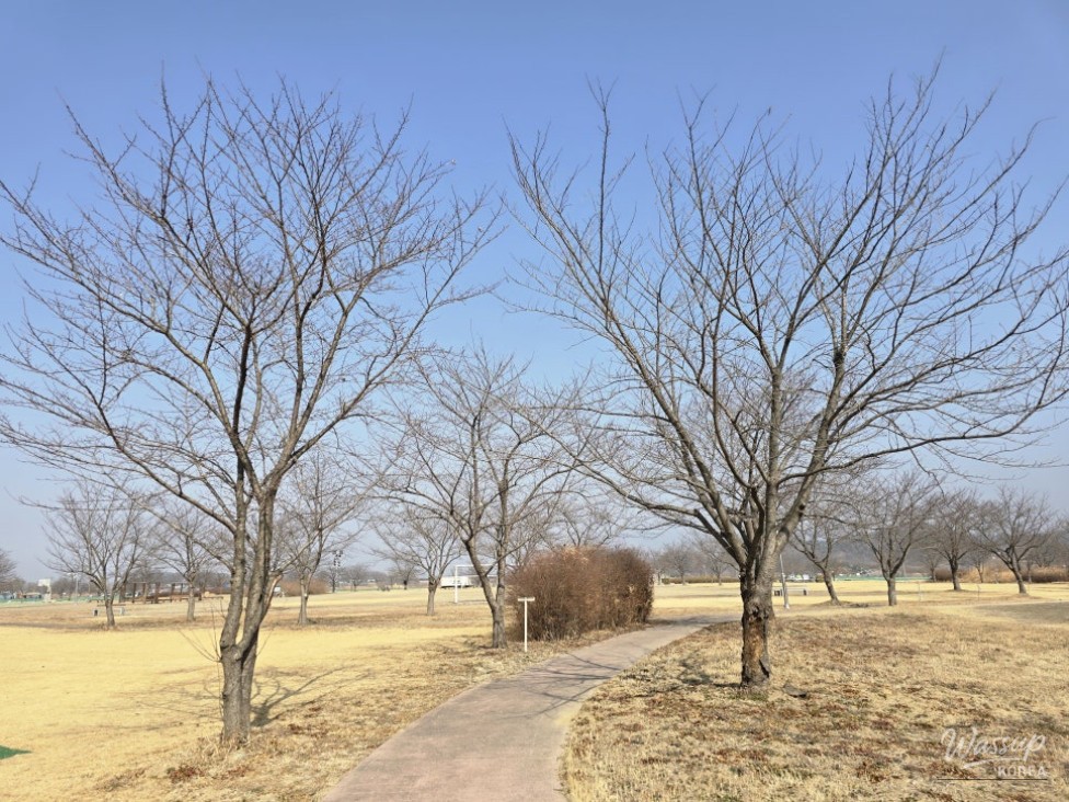 Exploring the Beauty of Hamann Gangnaru Ecological Park in Spring_02