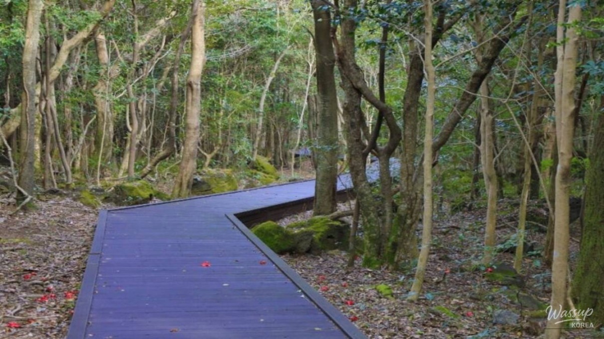 The Enchantment of Jeju's Native Cherry Blossoms_04