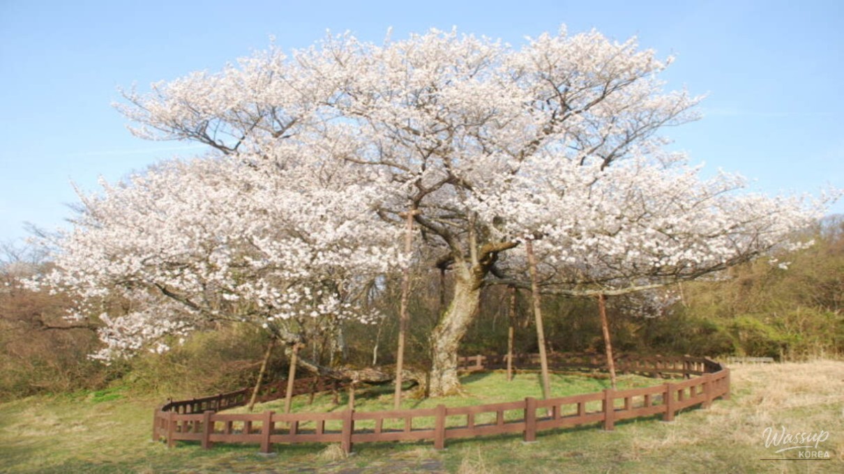 The Enchantment of Jeju's Native Cherry Blossoms_02