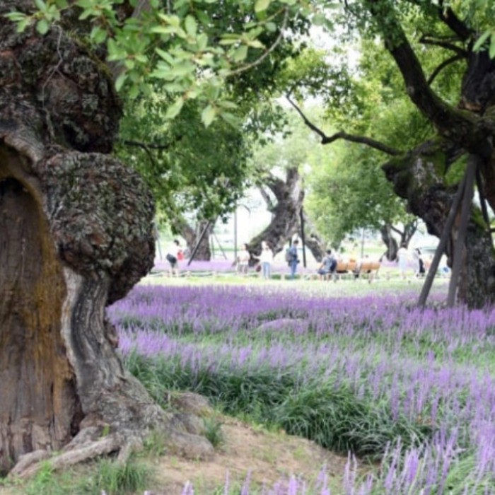 Exploring the Serene Seongju Forest2846