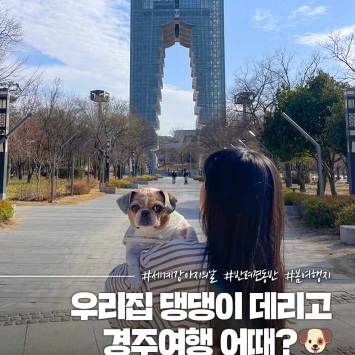 Pet-Friendly Travel Destinations in Gyeongju2866