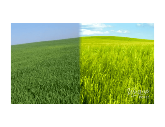 Spring Adventures: Exploring Korea's Beautiful Green Barley Fields float