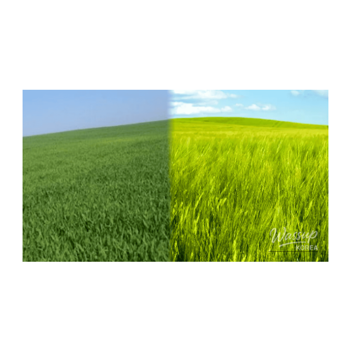 Spring Adventures: Exploring Korea's Beautiful Green Barley Fields2882