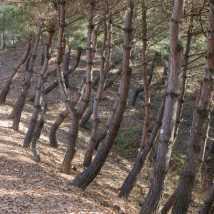 Exploring the Enchantment of Samneung Forest2902