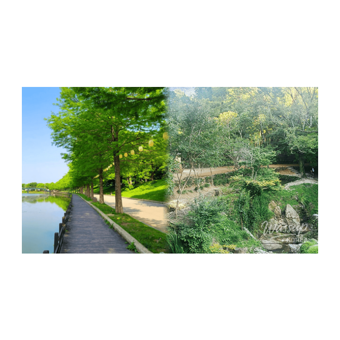 Exploring the Tranquil Beauty of Damyang: Top 4 Must-Visit Spots2905