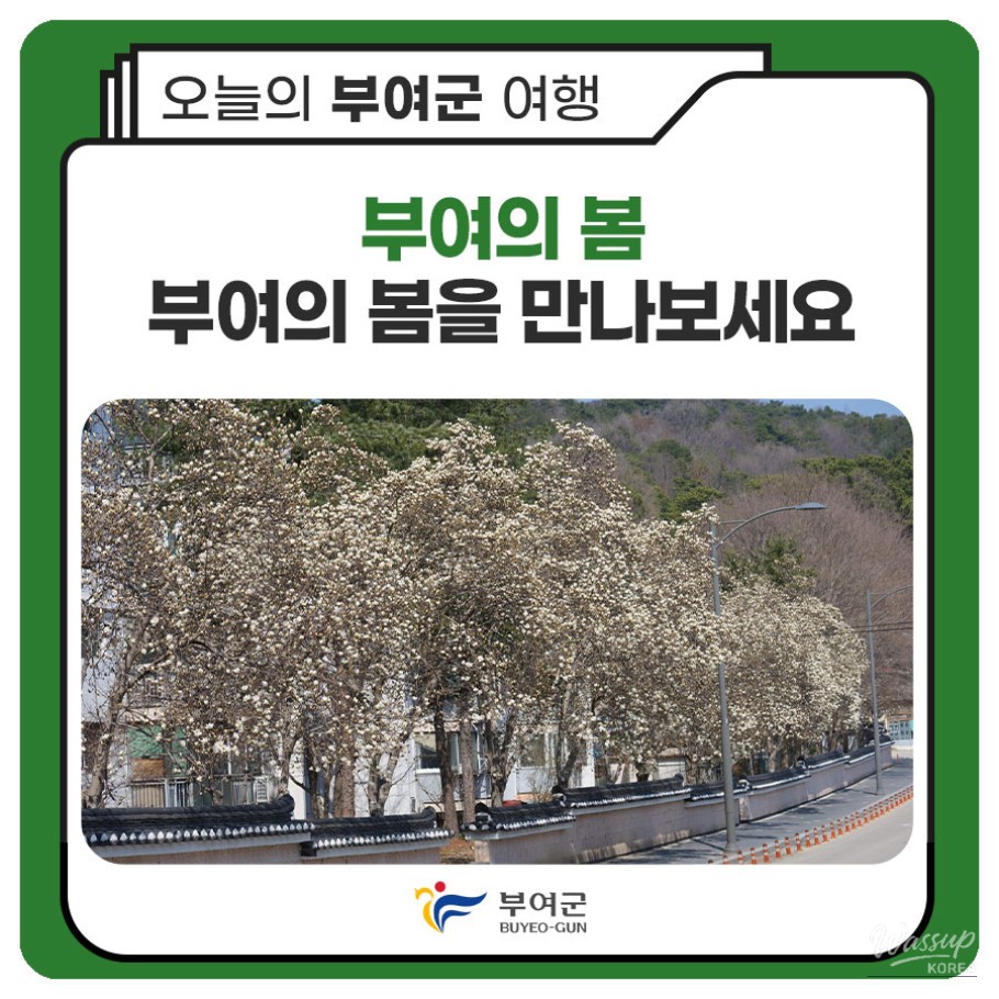 Experience the Spring in Buyeo_01