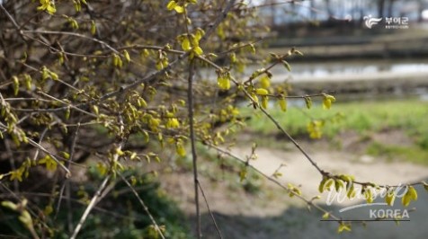 Experience the Spring in Buyeo_05