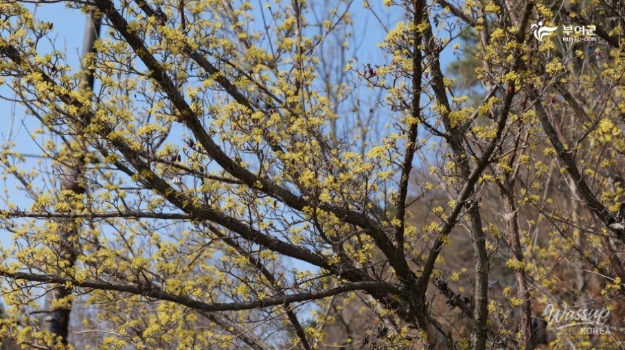 Experience the Spring in Buyeo_04