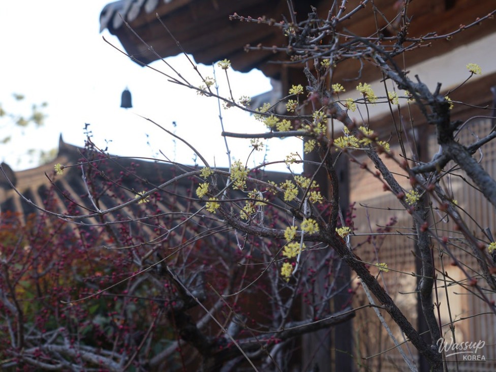 Spring Outing to Jeonju Hyanggyo_05