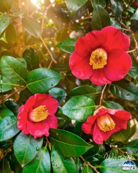 Experience the Beauty of Spring at the 2026 Goheung Camellia Flower Festival_04