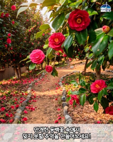 Experience the Beauty of Spring at the 2026 Goheung Camellia Flower Festival_03