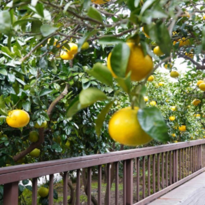 Discovering the Beauty of Jeju Sumo Garden2914