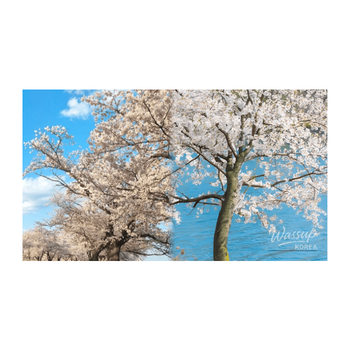 Spring Cherry Blossom Spots in Gangwon Province2913