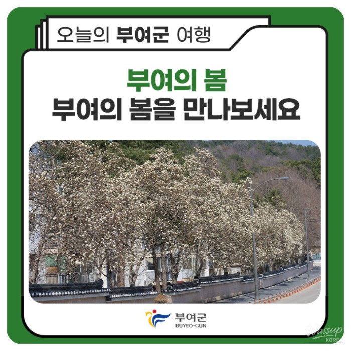 Experience the Spring in Buyeo2925