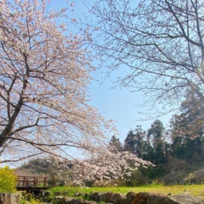 Exploring the Unique Spring Beauty of Daewangsu Cheonrae Ecological Park2947