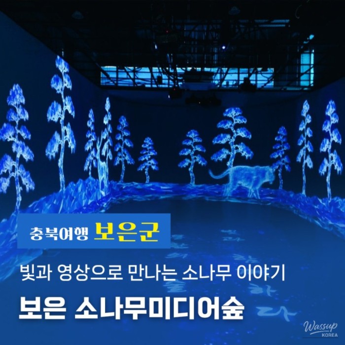 Exploring the Pine Tree Media Forest2943