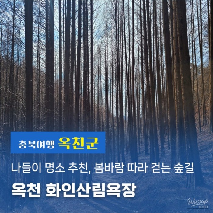 Healing Destination: Hwain Forest Bathing Area in Okcheon, Chungbuk2941