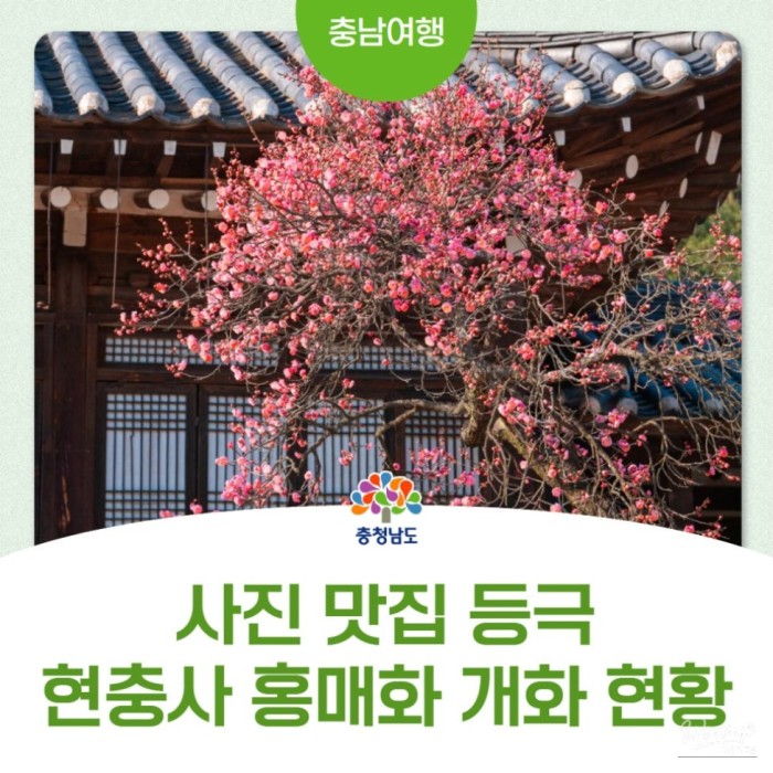 Spring Blossoms at Hyeonchungsa Shrine2972