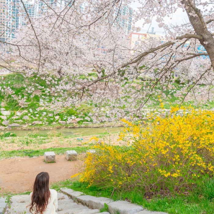 Top Cherry Blossom Destinations in Dangjin, South Korea2970