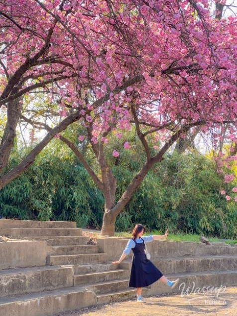 Spring Blossoms in Daegu's Dalseong-gun_11