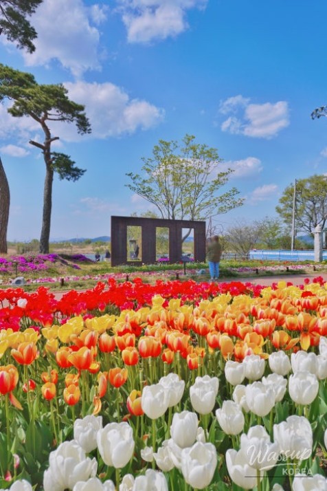 Spring Blossoms in Daegu's Dalseong-gun_05